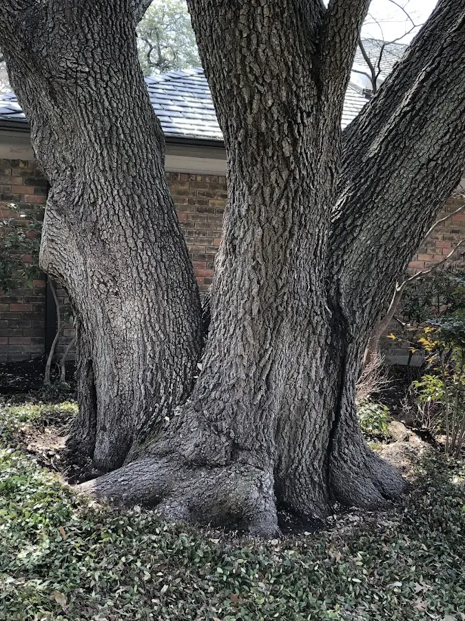 Mature heritage tree close to a Nodaway property cared for by certified arborists